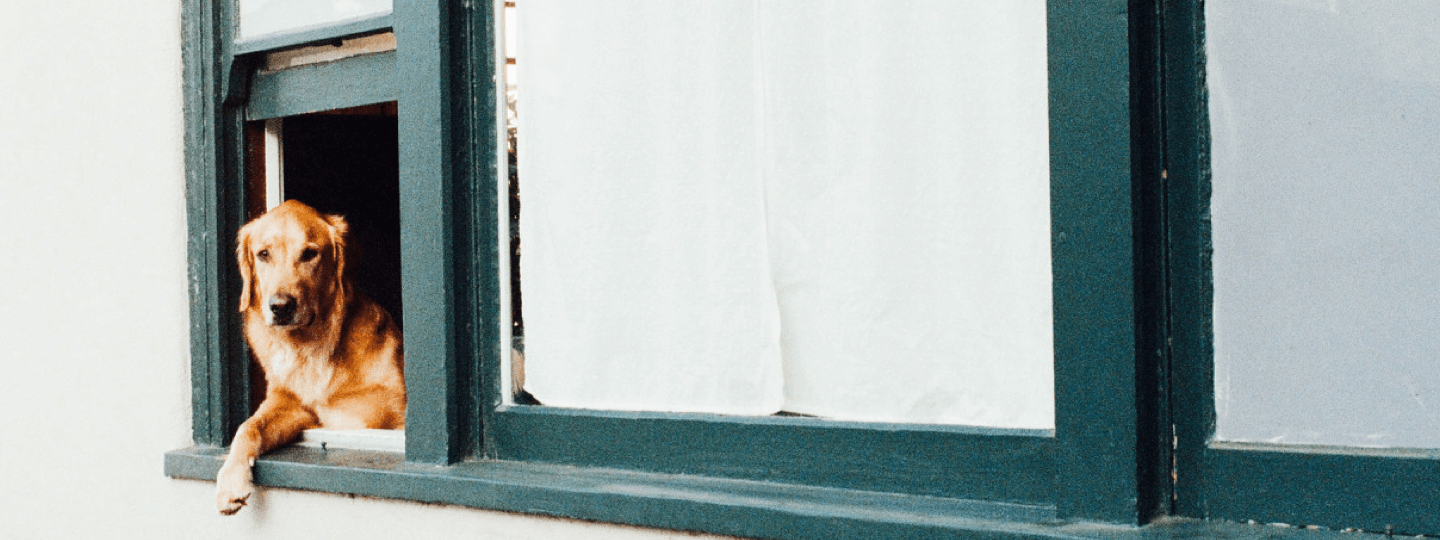 A golden retriever relaxing in an open window